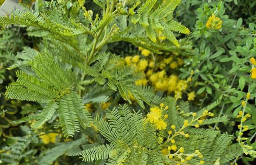 Pépinières Rouberty : arbres, arbustes, oliviers, rosiers, bonsaïs, plantes méditerranéennes. Conseils de pros et large choix près de La Rochelle.