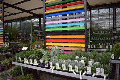 Plants potager & aromatiques – Pépinières Rouberty La Rochelle