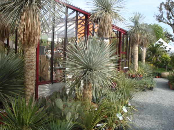 Découvrez nos plantes de climat doux : palmiers, agapanthes, lavandes, cordylines… idéales pour jardins ensoleillés et protégés, terrasses ou bords de mer. Des végétaux adaptés aux températures douces, prêts à embellir vos extérieurs toute l’année.