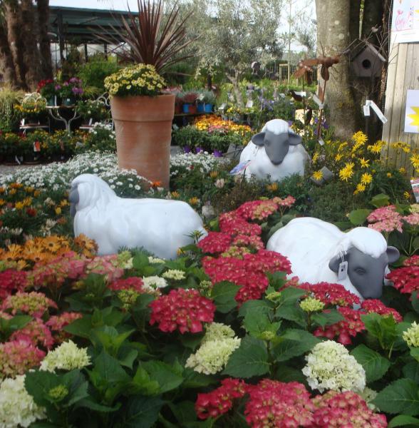 Vente, achat, Plantes de terre de bruyères, rhododendrons, azalées, camelia, hortensia, hortensia vanille fraise, hortensia anabelle, érables, acer, daphné, acer du japon, érable du japon, La Rochelle, Rochefort, Ile de Ré, Fouras, Chatelaillon