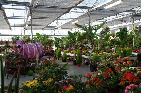 Découvrez notre large choix de plantes vertes et fleuries chez Pépinières Rouberty — plantes de collection, philodendron monstera, anthurium, fleurs, feuillages, plantes d’intérieur ou d’extérieur pour jardins, terrasses ou balcons. Embellissez vos espace