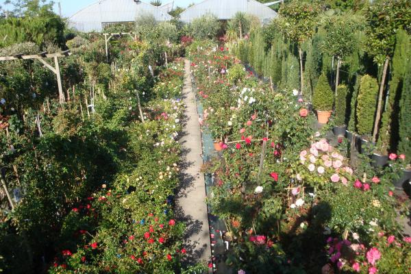 Découvrez notre sélection de rosiers buissons, rosiers grimpants et arbustifs chez Pépinières Rouberty — fleurs, parfums et couleurs pour embellir vos jardins, terrasses ou balcons. Plantez des rosiers de qualité et donnez vie à vos espaces verts.