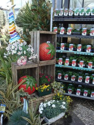 Arbres fruitiers – Pépinières Rouberty La Rochelle
