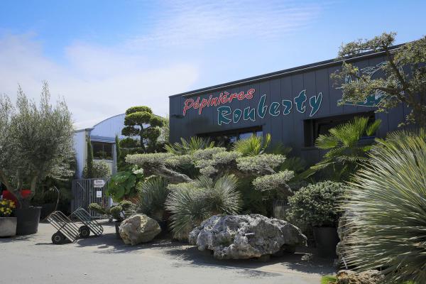 Découvrez nos oliviers sélectionnés chez Pépinières Rouberty — idéals pour jardins, terrasses ou climats doux. Plantes méditerranéennes, feuillage argenté, variétés d’Italie ou d’Espagne, pour un jardin plein de caractère près de La Rochelle.