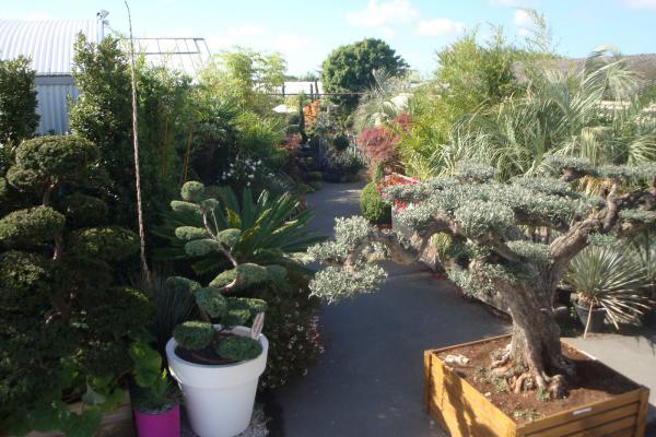 Vente, achat, Bonzaï et topiaires, Bonzaï et topiaires petits prix, pins, oliviers, taxus, if, houx, ilex,  La Rochelle, Rochefort, Ile de Ré, Fouras, Chatelaillon, Charente-Maritime