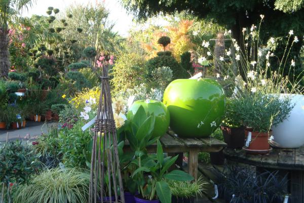 Vente, achat, Plantes vivaces, graminées, plantes aquatiques, plantes oxygenantes, plantes pour bassin, mur végétal, pivoines, agapanthes, euphorbes, La Rochelle, Rochefort, Ile de Ré, Fouras, Chatelaillon, Charente-Maritime