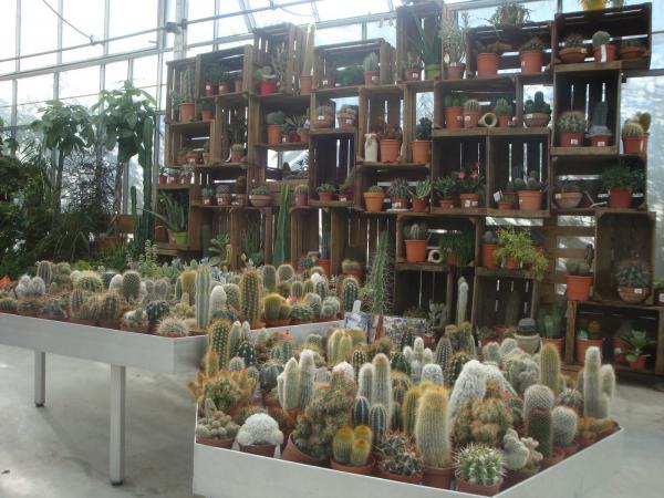 Découvrez notre sélection de cactus et plantes grasses chez Pépinières Rouberty : succulentes, agaves, plantes grasses d’intérieur ou d’extérieur — faciles à entretenir et idéales pour jardins, terrasses ou appartements.