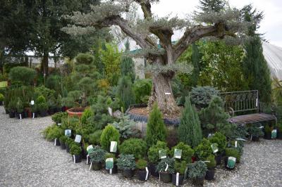 Arbres & conifères – Pépinières Rouberty La Rochelle
