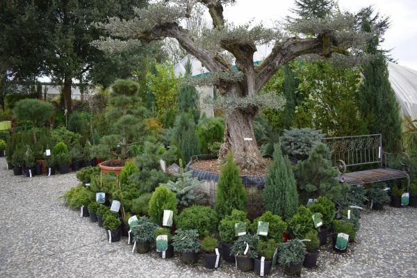 Vente, achat, Arbres et Conifères, conifères de collections, cypres de provence, cypres de florence, cypres d'Italie, conifères rampants, arbres petites tailles, arbres pour ombre, pin parasol, arbres pour petits jardins, lagestroemia, tamaris, lilas