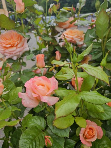 Politique de confidentialité