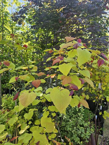 Politique des cookies