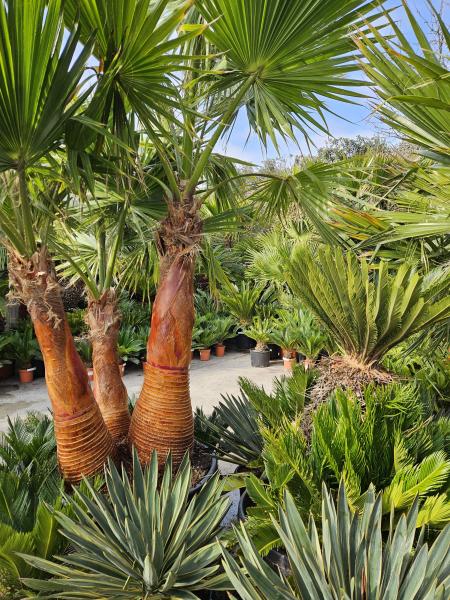 Politique des cookies