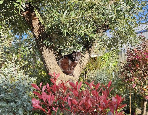 Les pépinières Rouberty vous offre une vraie promenade parmi les végétaux. Un décor toujours plus beau pour mettre en valeur vos futures plantations. terrasse, balcon  Fenêtres, cours, patios., jardins en pots! 