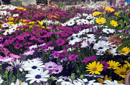 Rencontrez l’équipe passionnée des Pépinières Rouberty et bénéficiez de conseils professionnels pour vos plantes.