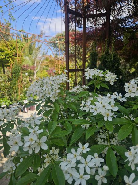 Profitez des services de Pépinières Rouberty à La Rochelle : conseils paysagers, livraison, plantation, entretien de jardins et aménagement extérieur. Transformez votre espace vert — qualité, conseils et service sur mesure.