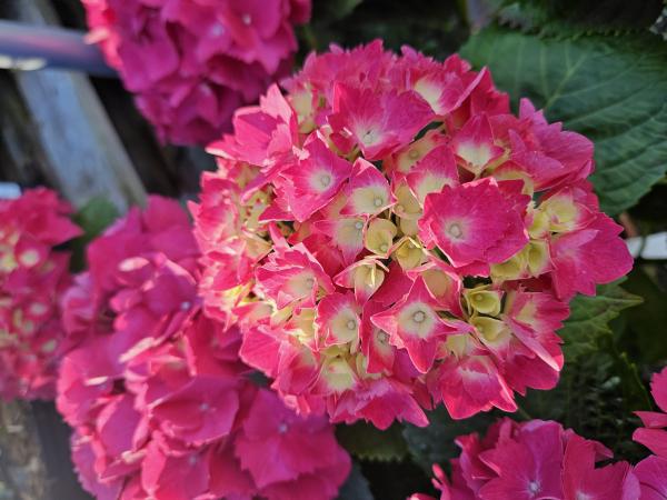 Admirez les teintes d’automne avec notre sélection d’arbres & arbustes aux feuillages flamboyants. Découvrez idées & conseils pour donner un charme automnal à votre jardin avec Pépinières Rouberty.