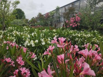 Laurier rose à La Rochelle | Vente Nerium Oleander en Charente-Maritime
