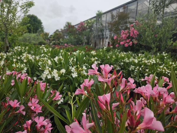 Découvrez nos lauriers roses à Dompierre-sur-Mer près de La Rochelle. Arbustes méditerranéens résistants, floraison abondante et variétés de couleurs pour jardins et terrasses.