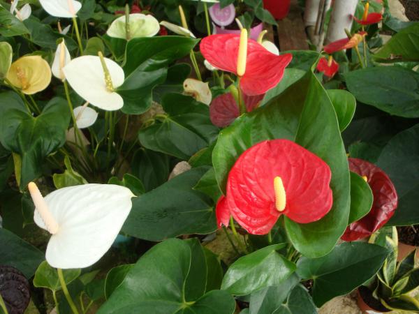 Proche de La Rochelle, l'Ile de Ré, Chatélaillon plage, Fouras et Rochefort, les pépinières Rouberty à Dompierre sur mer vous proposesnt des végétaux plantes, arbres, arbustes, fleurs, semences, poterie ... 