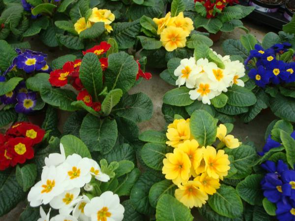 Proche de La Rochelle, l'Ile de Ré, Chatélaillon plage, Fouras et Rochefort, les pépinières Rouberty à Dompierre sur mer vous proposesnt des végétaux plantes, arbres, arbustes, fleurs, semences, poterie ... 