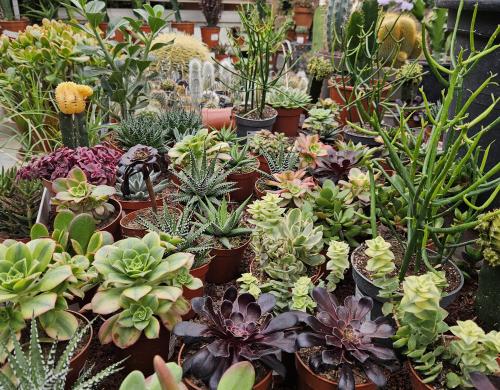 Découvrez l’histoire, les valeurs et l’expertise des Pépinières Rouberty près de La Rochelle, île de Ré, Chatelaillon-Plage, Fouras.